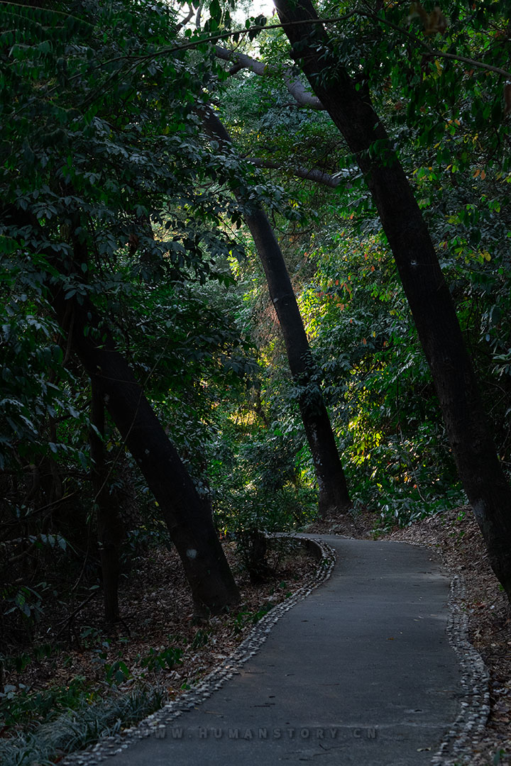 林荫小道