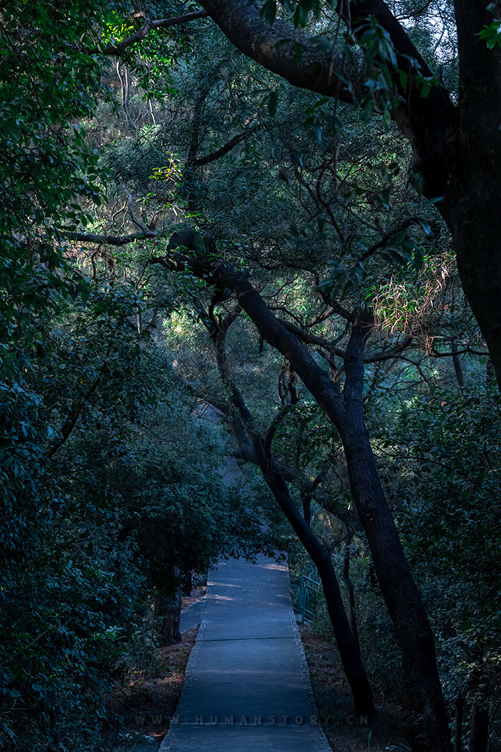 林间小路